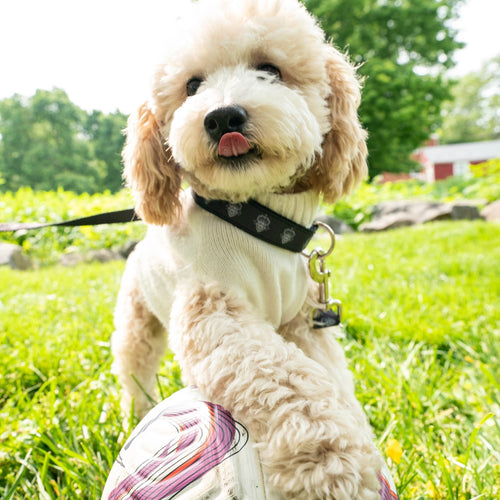 Washington Spirit Pets Collection - Dog Collar