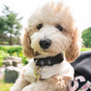 Washington Spirit Pets Collection - Dog Collar