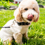 Washington Spirit Pets Collection - Dog Collar